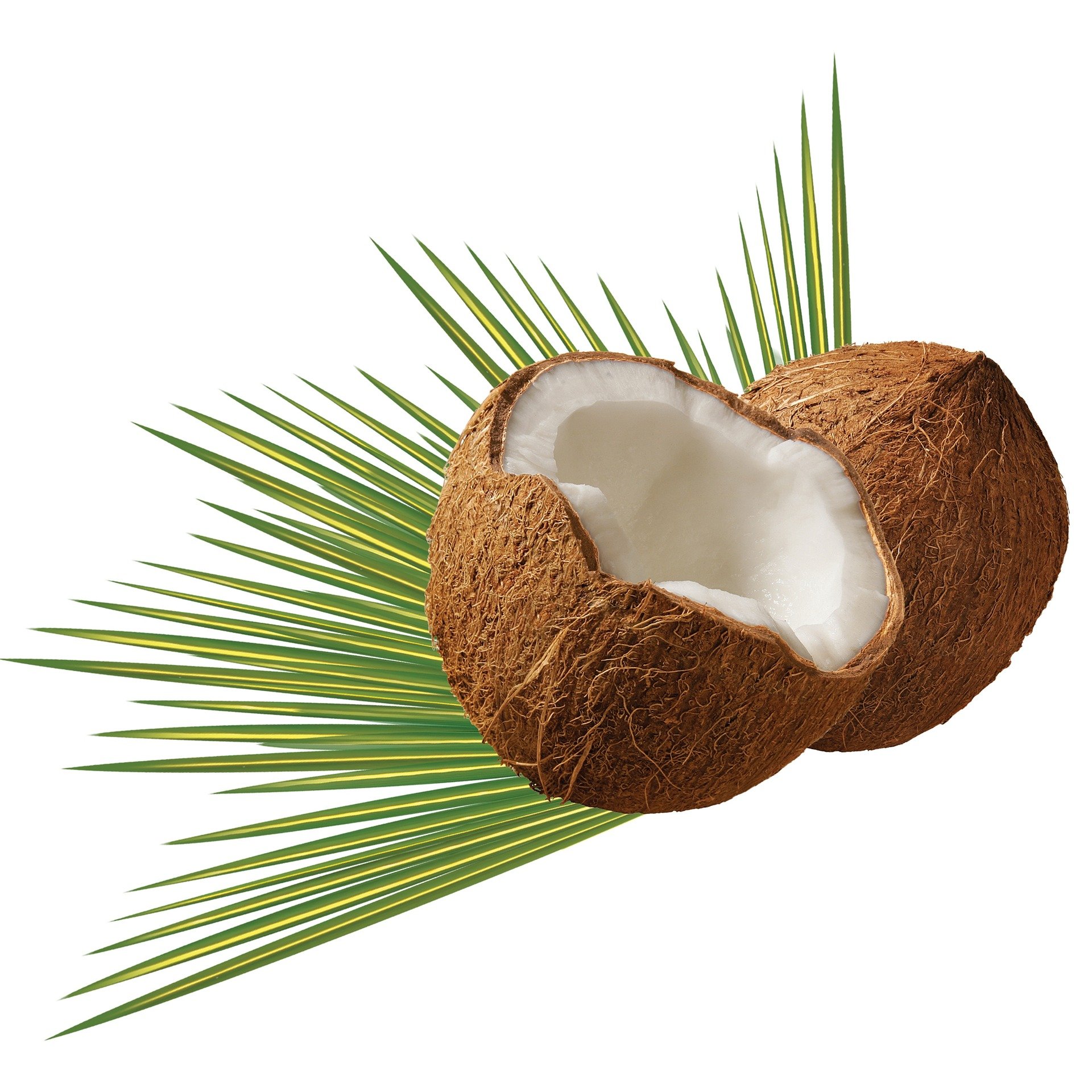 coconut-979858_1920